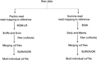 Comprehensive analysis of structural variants in chickens using PacBio sequencing